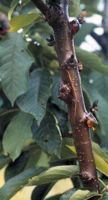 Image related to Cherry (Prunus spp.)-Gumming