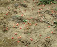 Image related to Cherry (Prunus spp.)-June Drop