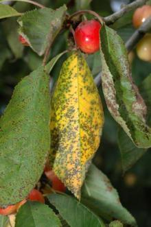 Image related to Cherry (Prunus spp.)-Leaf Spot