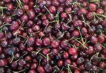 Image related to Cherry (Prunus spp.)-Pitting