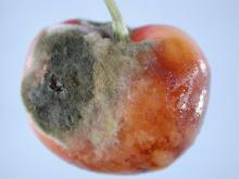 Image related to Cherry (Prunus spp.)-Postharvest Rots