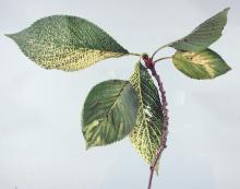 Image related to Cherry (Prunus spp.)-Virus-induced Cherry Decline