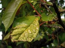 Image related to Cherry (Prunus spp.)-Witches' Broom