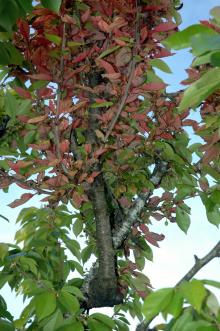 Image related to Cherry (Prunus spp.)-Witches' Broom