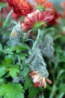 Image related to Chrysanthemum-Gray Mold