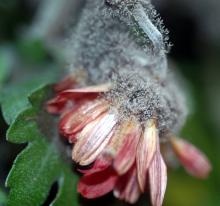 Image related to Chrysanthemum-Gray Mold