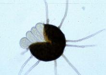 Cleistothecia 