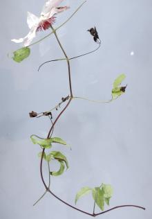 Image related to Clematis-Leaf and Stem Spot