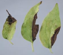 Image related to Clematis-Leaf and Stem Spot