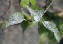 Image related to Clematis-Powdery Mildew