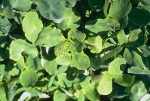 Image related to Clover (Trifolium spp.)-Black Stem