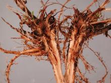 Image related to Clover (Trifolium spp.)-Fusarium Root and Crown Rot