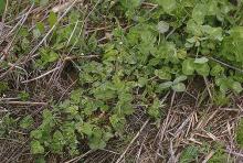 Image related to Clover (Trifolium spp.)-Nematode, Stem