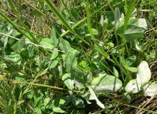 Image related to Clover (Trifolium spp.)-Powdery Mildew