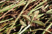 Image related to Clover (Trifolium spp.)-Rust