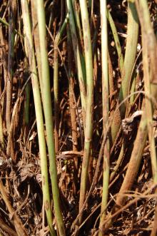 Image related to Clover (Trifolium spp.)-Rust