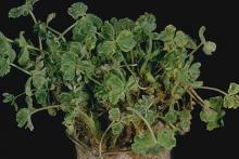 Image related to Clover (Trifolium spp.)-Virus Diseases