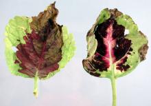 Image related to Coleus (Solenostemon spp.)-Downy Mildew