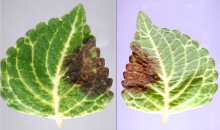 Image related to Coleus (Solenostemon spp.)-Downy Mildew