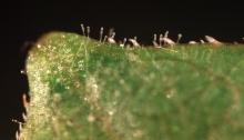 Image related to Grape (Vitis spp.)-Powdery Mildew