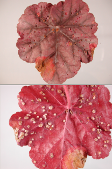 Image related to Coral Bells (Heuchera spp.)-Leaf Spots