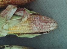Image related to Corn (Zea mays)-Ear Rots