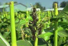 Image related to Corn (Zea mays)-Head Smut