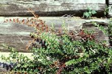 Image related to Cotoneaster-Fire Blight