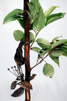 Image related to Crabapple (Malus spp.)-Fire Blight