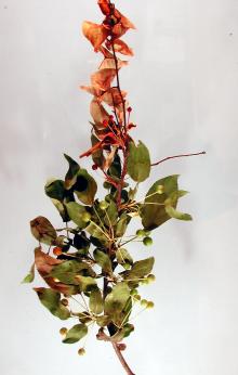 Image related to Crabapple (Malus spp.)-Fire Blight