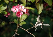 Image related to Crabapple (Malus spp.)-Powdery Mildew