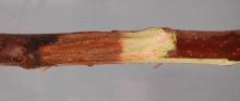 Image related to Crabapple (Malus spp.)-Stem Rot