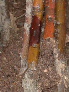 Image related to Crabapple (Malus spp.)-Stem Rot