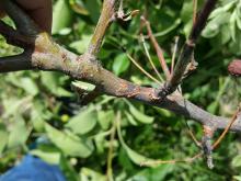 Image related to Crabapple (Malus spp.)-Twig Dieback and Canker 