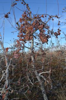 Image related to Crabapple (Malus spp.)-Twig Dieback and Canker 