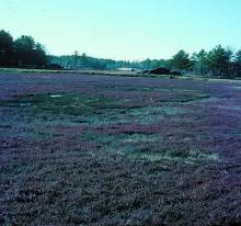 Image related to Cranberry (Vaccinium macrocarpon)-Phytophthora Root and Runner Rot