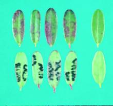 Image related to Cranberry (Vaccinium macrocarpon)-Pyrenobotrys Leaf Spot