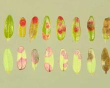 Image related to Cranberry (Vaccinium macrocarpon)-Red Leaf Spot