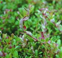 Image related to Cranberry (Vaccinium macrocarpon)-Red Leaf Spot