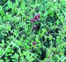 Image related to Cranberry (Vaccinium macrocarpon)-Red Shoot