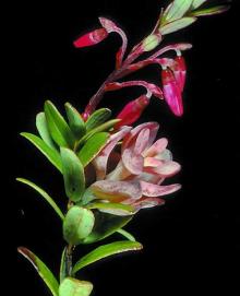 Image related to Cranberry (Vaccinium macrocarpon)-Rose Bloom