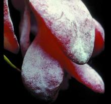 Image related to Cranberry (Vaccinium macrocarpon)-Rose Bloom