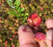 Image related to Cranberry (Vaccinium macrocarpon)-Viruses