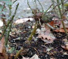 Image related to Crown Gall Disease of Nursery Crops