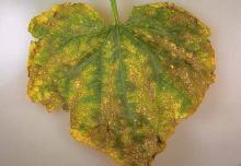 Image related to Cucumber (Cucumis sativus)-Angular Leaf Spot