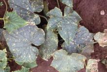 Image related to Cucumber (Cucumis sativus)-Angular Leaf Spot