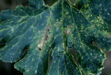 Image related to Cucumber (Cucumis sativus)-Angular Leaf Spot