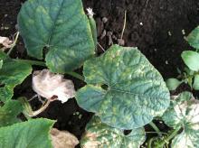 Image related to Cucumber (Cucumis sativus)-Downy Mildew