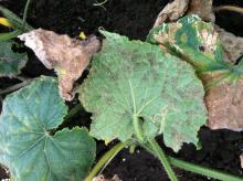 Image related to Cucumber (Cucumis sativus)-Downy Mildew