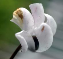 Image related to Cyclamen-Botrytis Blight